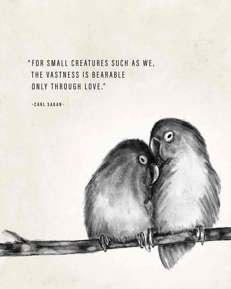 The Sweetest Lovebirds Quotes to Melt Your Heart